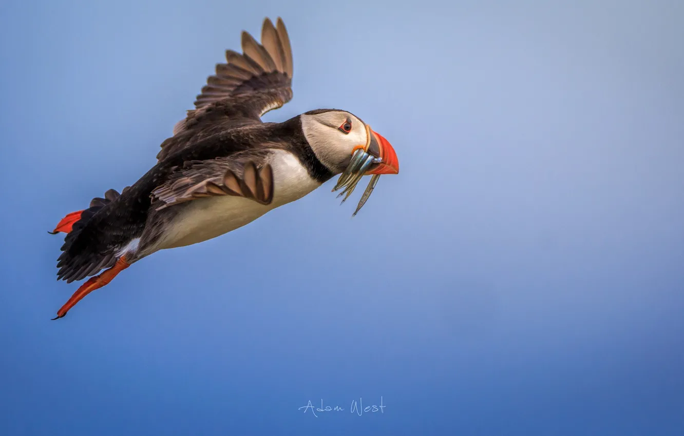 Фото обои птица, рыба, полёт, Puffin, улов, Тупик