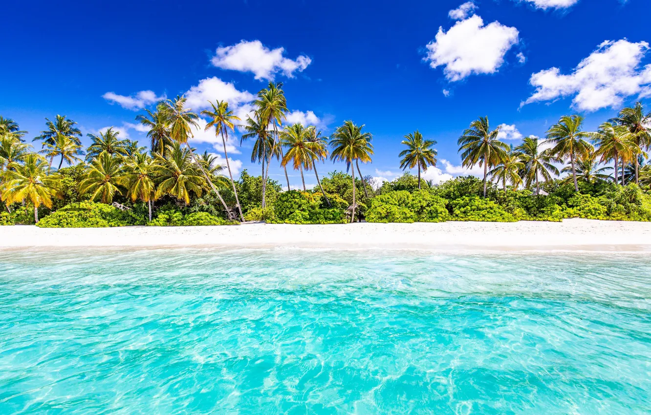 Фото обои пляж, пальмы, океан, Сейшелы, Индийский океан