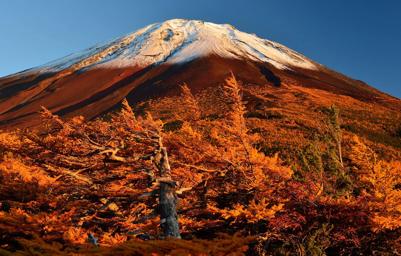 Фото обои осень, небо, деревья, Япония, склон, гора Фудзияма