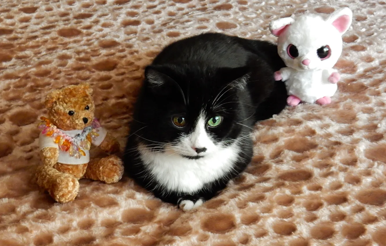 Фото обои животные, кот, взгляд, widescreen, обои, игрушки, wallpaper, широкоформатные