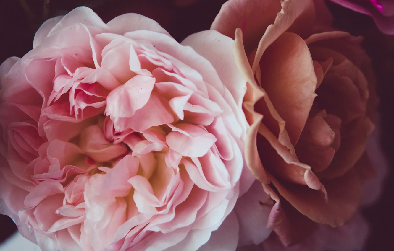 Фото обои цветы, розовая, розы