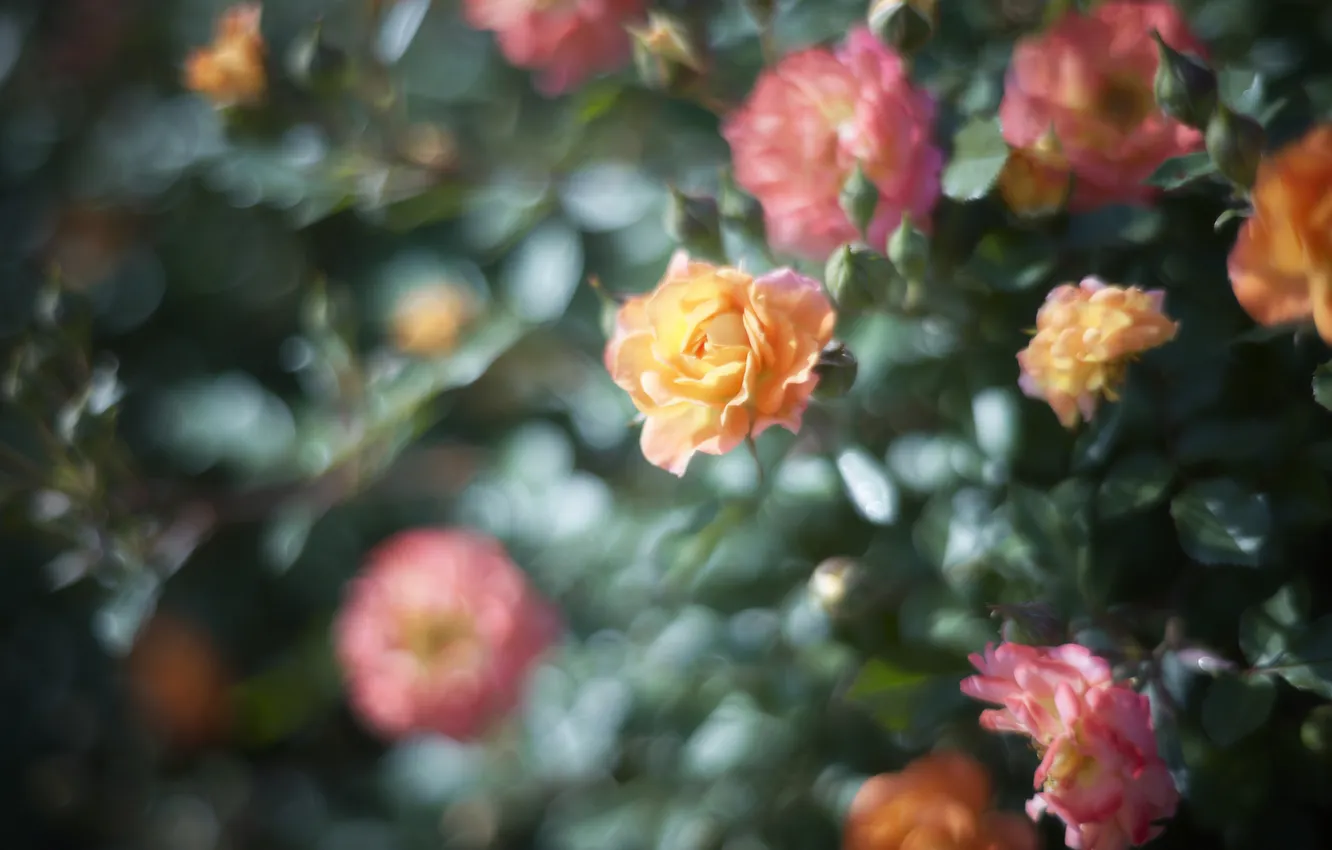 Фото обои цветы, розы, сад, клумба