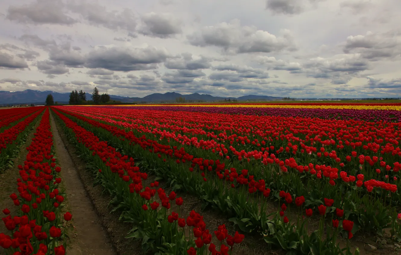 Фото обои поле, облака, деревья, цветы, тюльпаны, плантация
