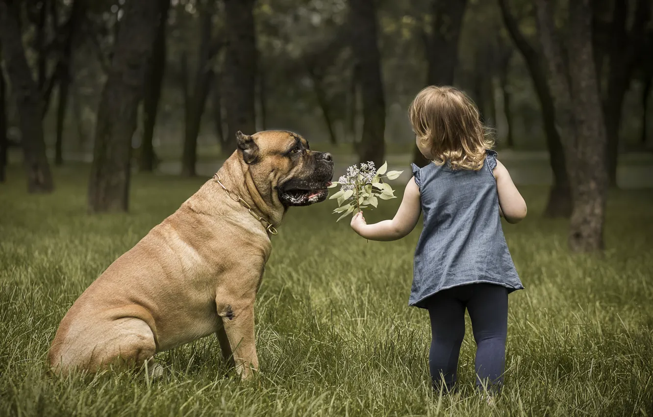 Фото обои природа, собака, девочка