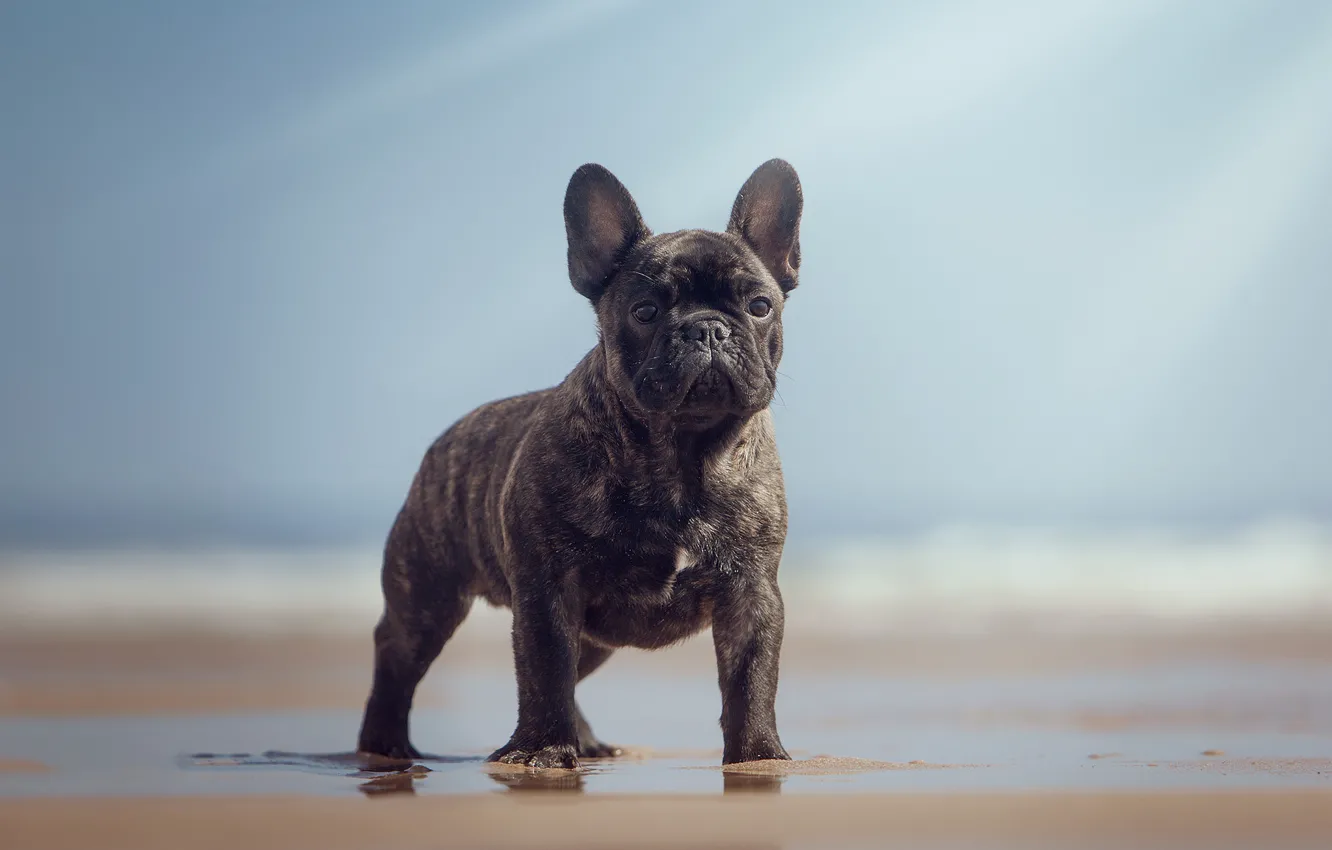 Фото обои пляж, взгляд, собака, боке, Французский бульдог, крепыш