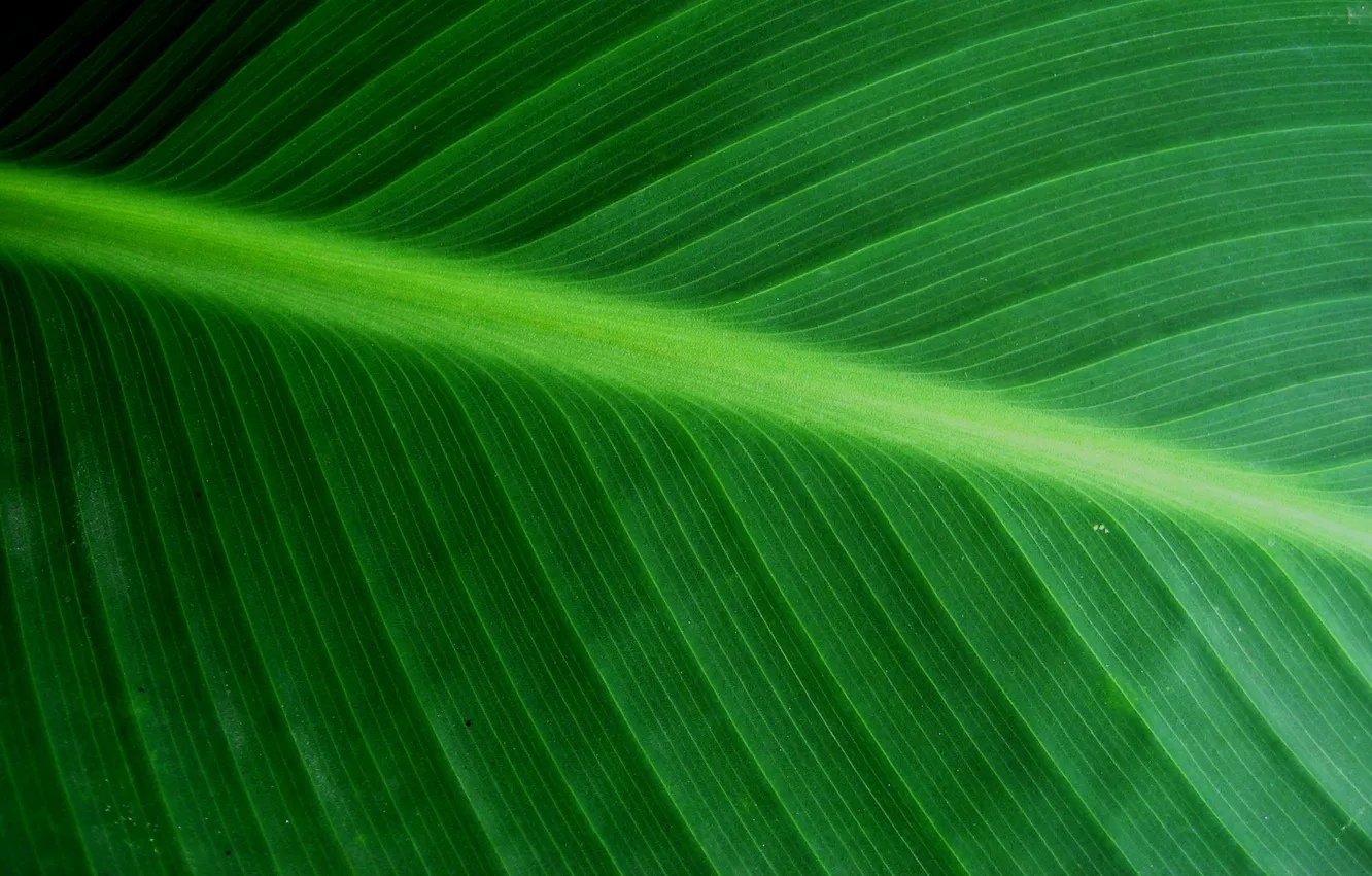 Фото обои green, background, full HD