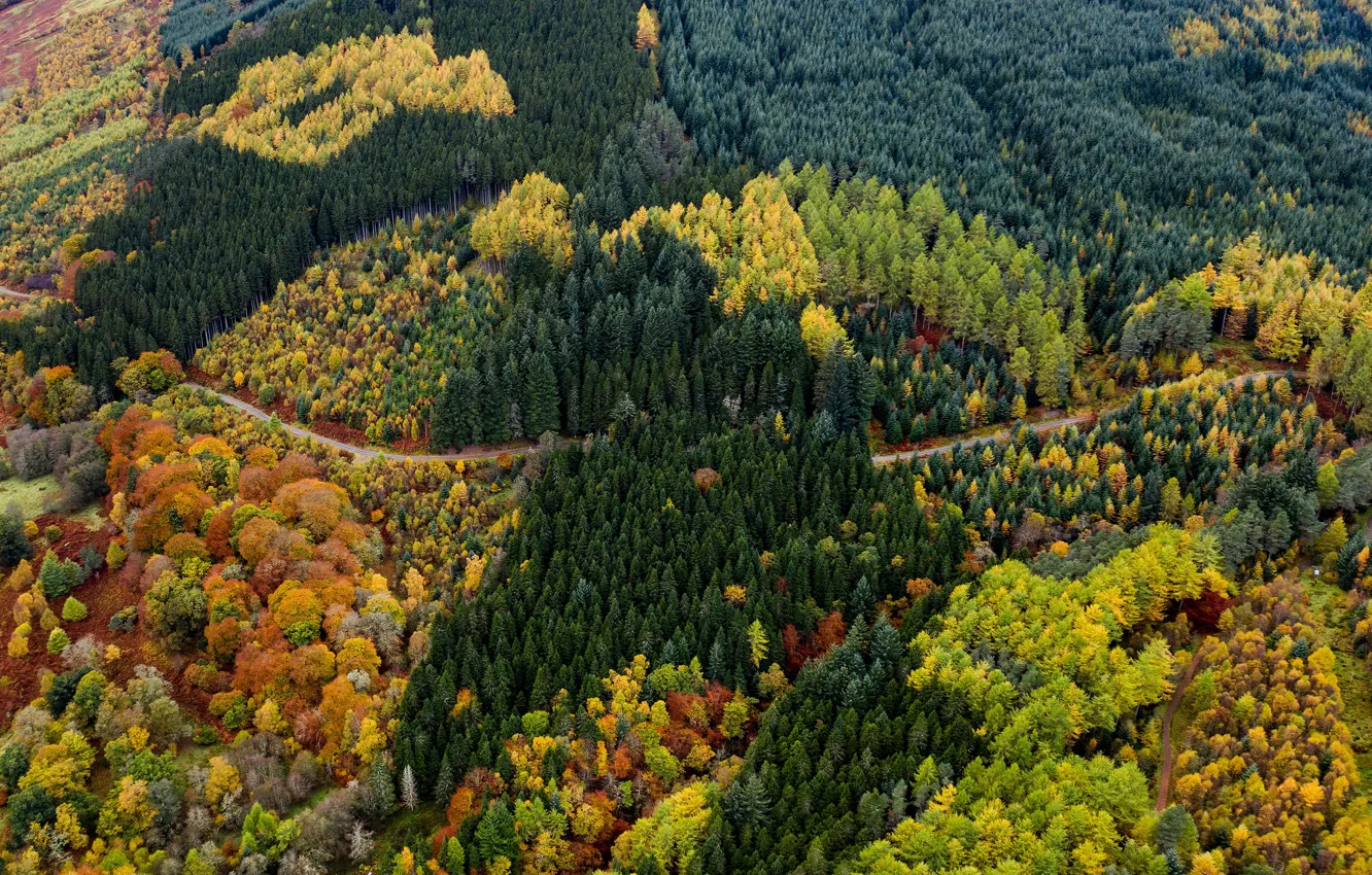 Фото обои вид с высоты, красота, лесной массив, дорога, вид, краски осени, осень, лес