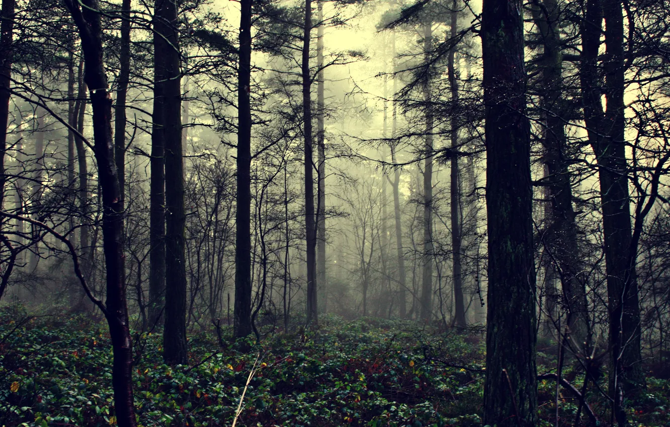 Фото обои лес, природа, туман, the fog of illusion
