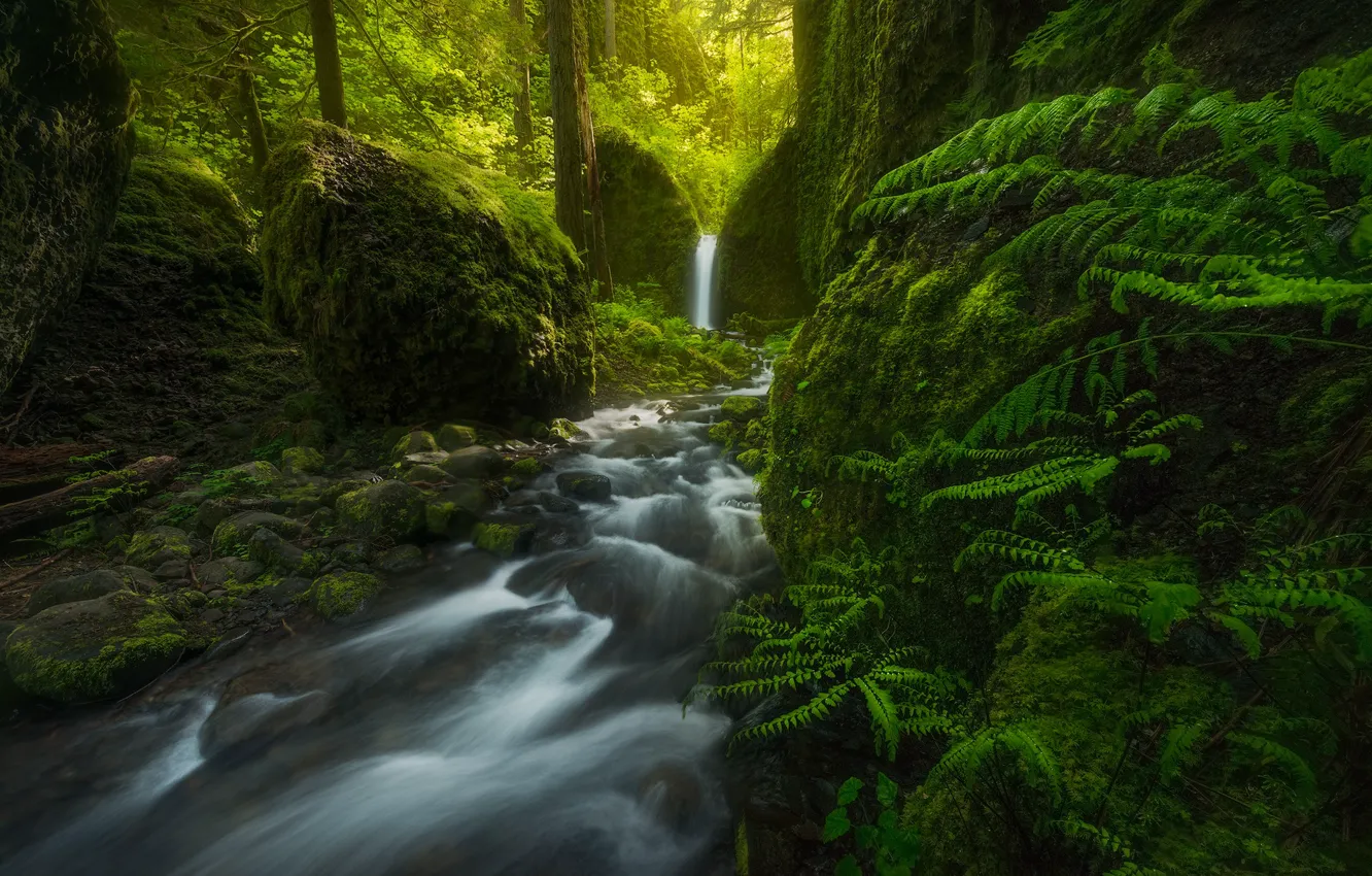 Фото обои лес, водопад, США, папоротник, Oregon, Mossy Grotto Falls