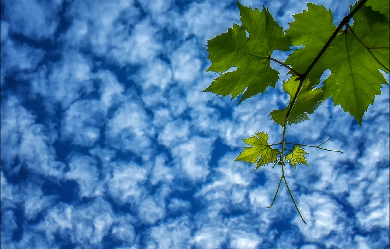 Фото обои небо, листья, облака, ветка, виноград