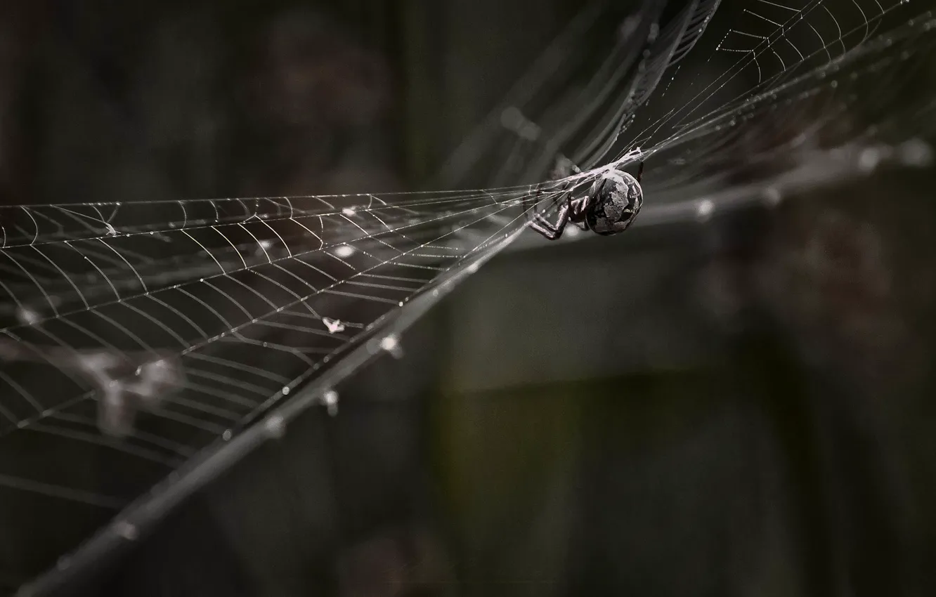 Фото обои паутина, паук, боке