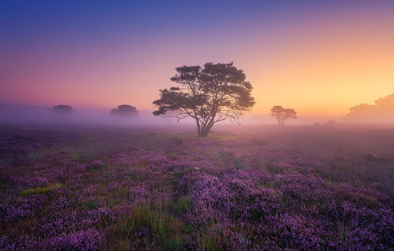 Фото обои поле, туман, дерево, рассвет, утро, вереск