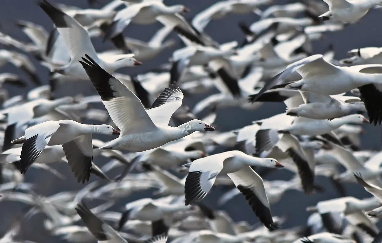 Фото обои полет, птица, стая