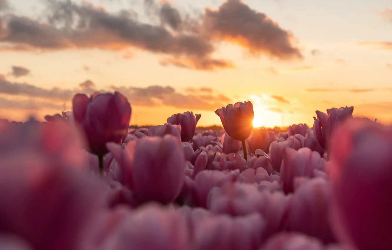 Фото обои поле, небо, облака, свет, закат, цветы, весна, тюльпаны