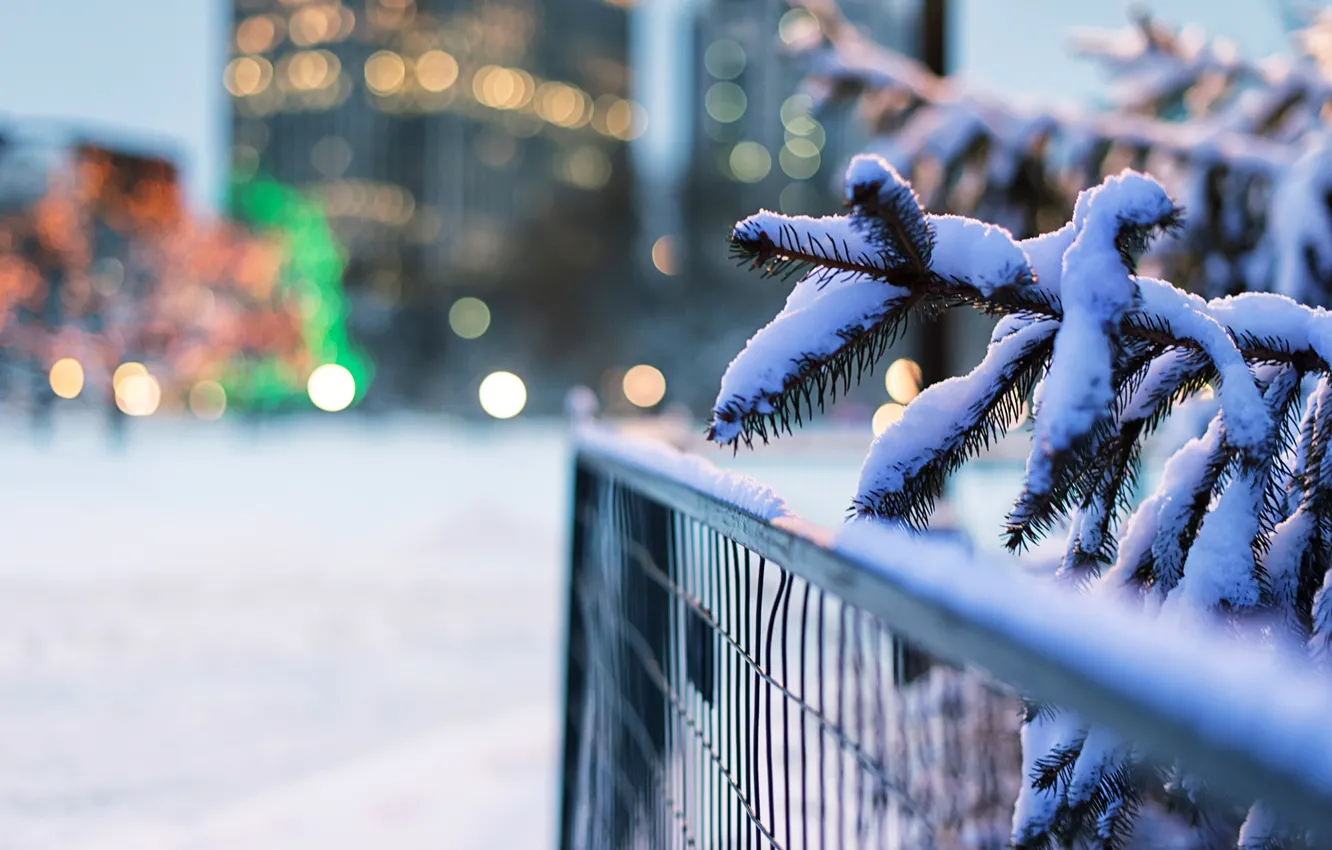 Фото обои зима, снег, природа, огни, забор, ель, ветка, ограда