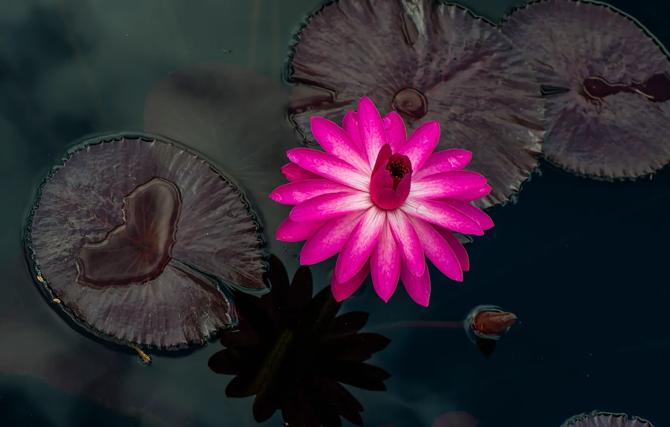 Фото обои листья, вода, капли, розовая, лепестки, кувшинка, бутоны, цветение