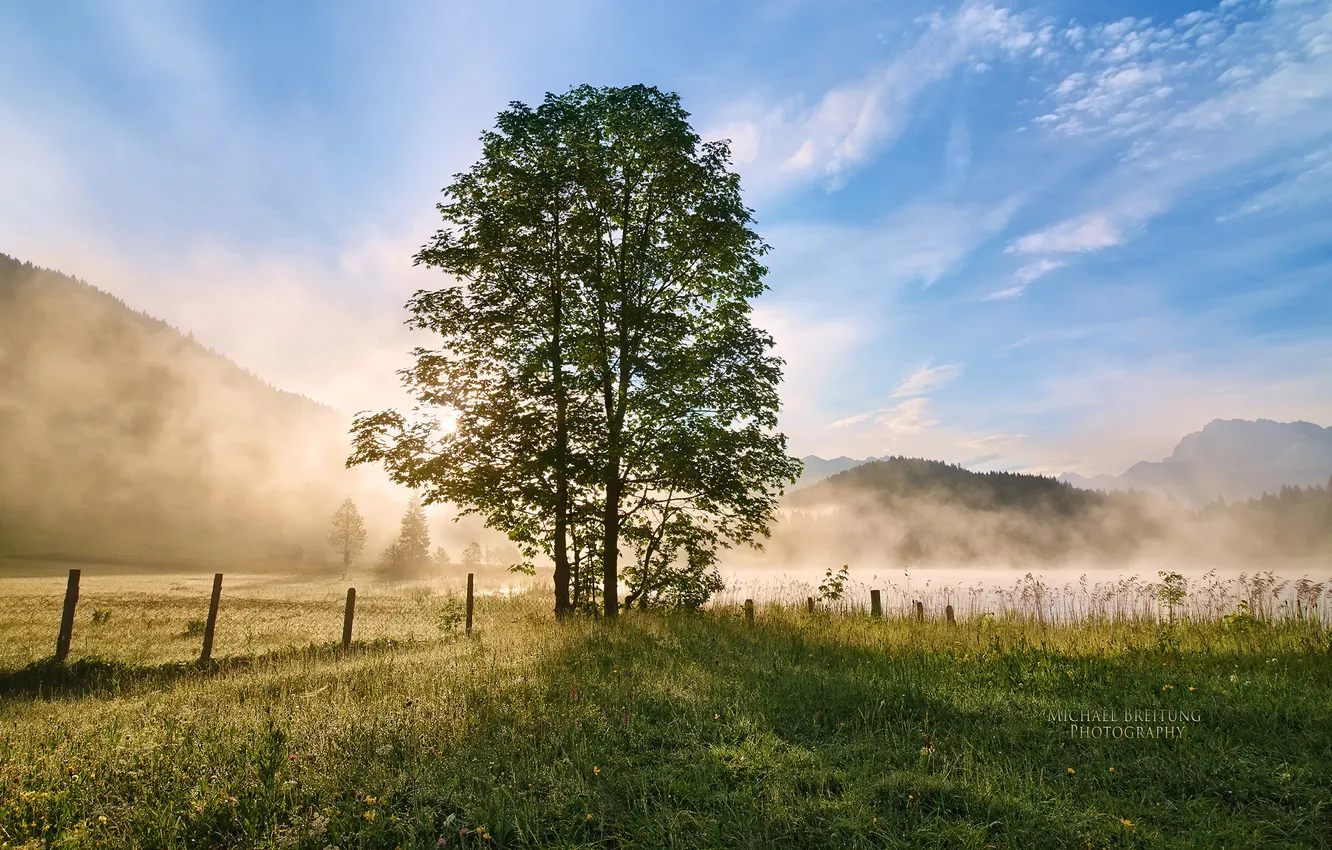 Фото обои туман, дерево, утро, Michael Breitung, Бовария