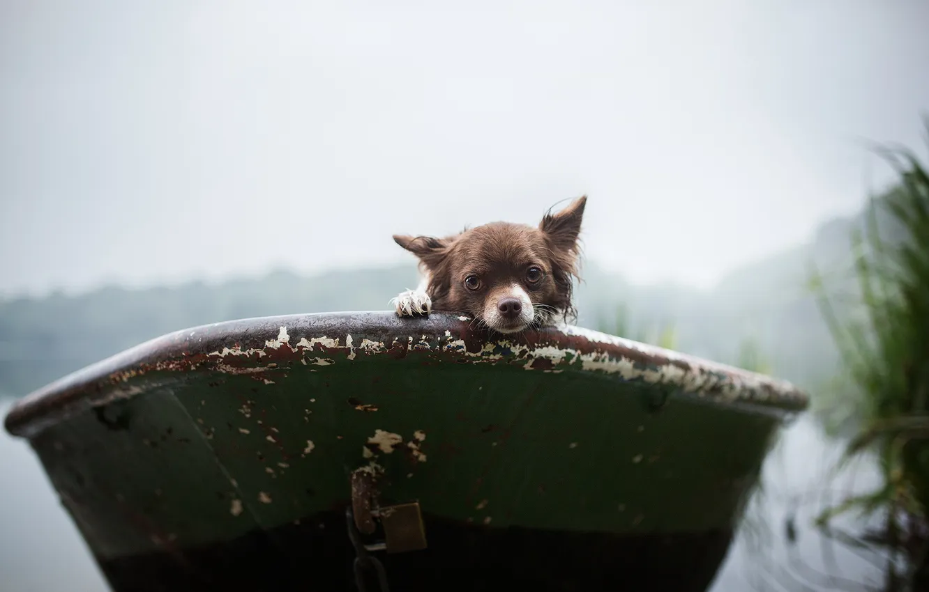 Фото обои взгляд, друг, лодка, собака