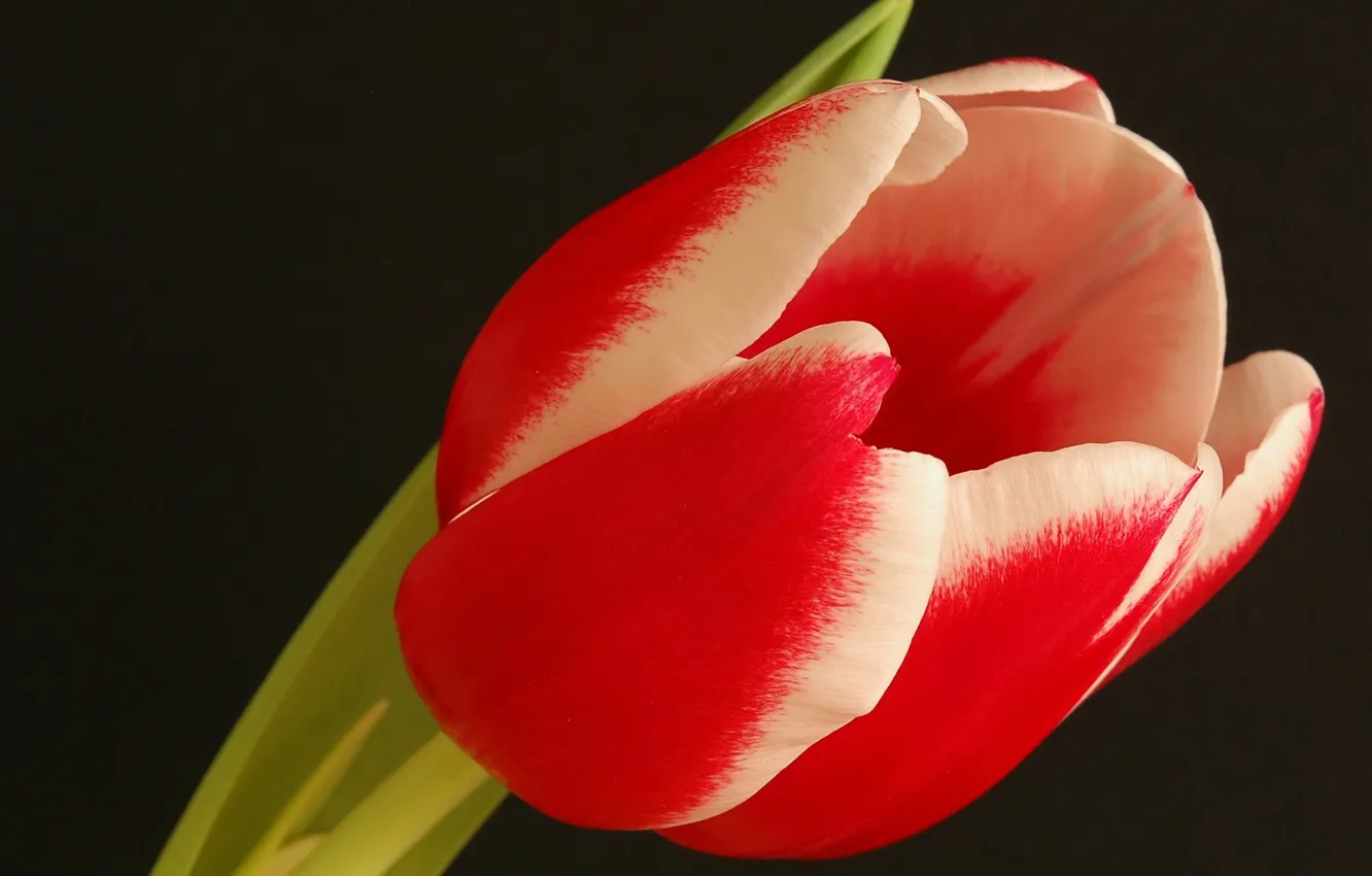 Фото обои цветок, природа, тюльпан, лепестки