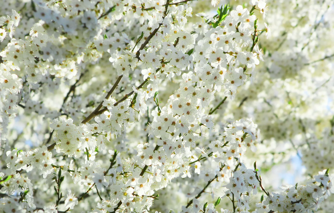 Фото обои white, flower, spring
