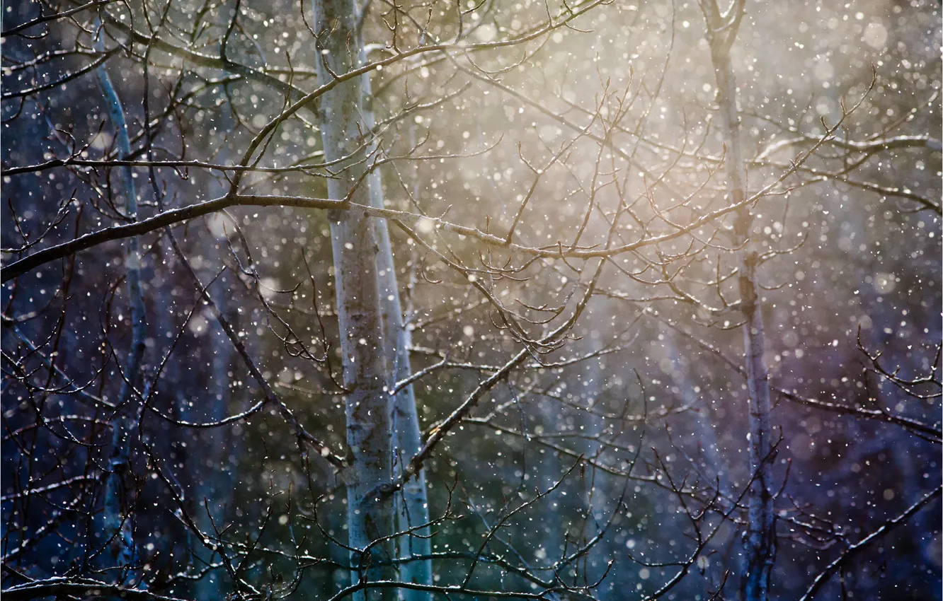 Фото обои лес, снег, деревья, ветки