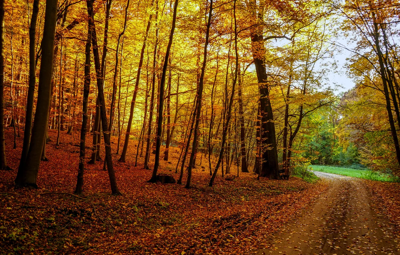 Фото обои дорога, осень, лес, листья, деревья, пейзаж