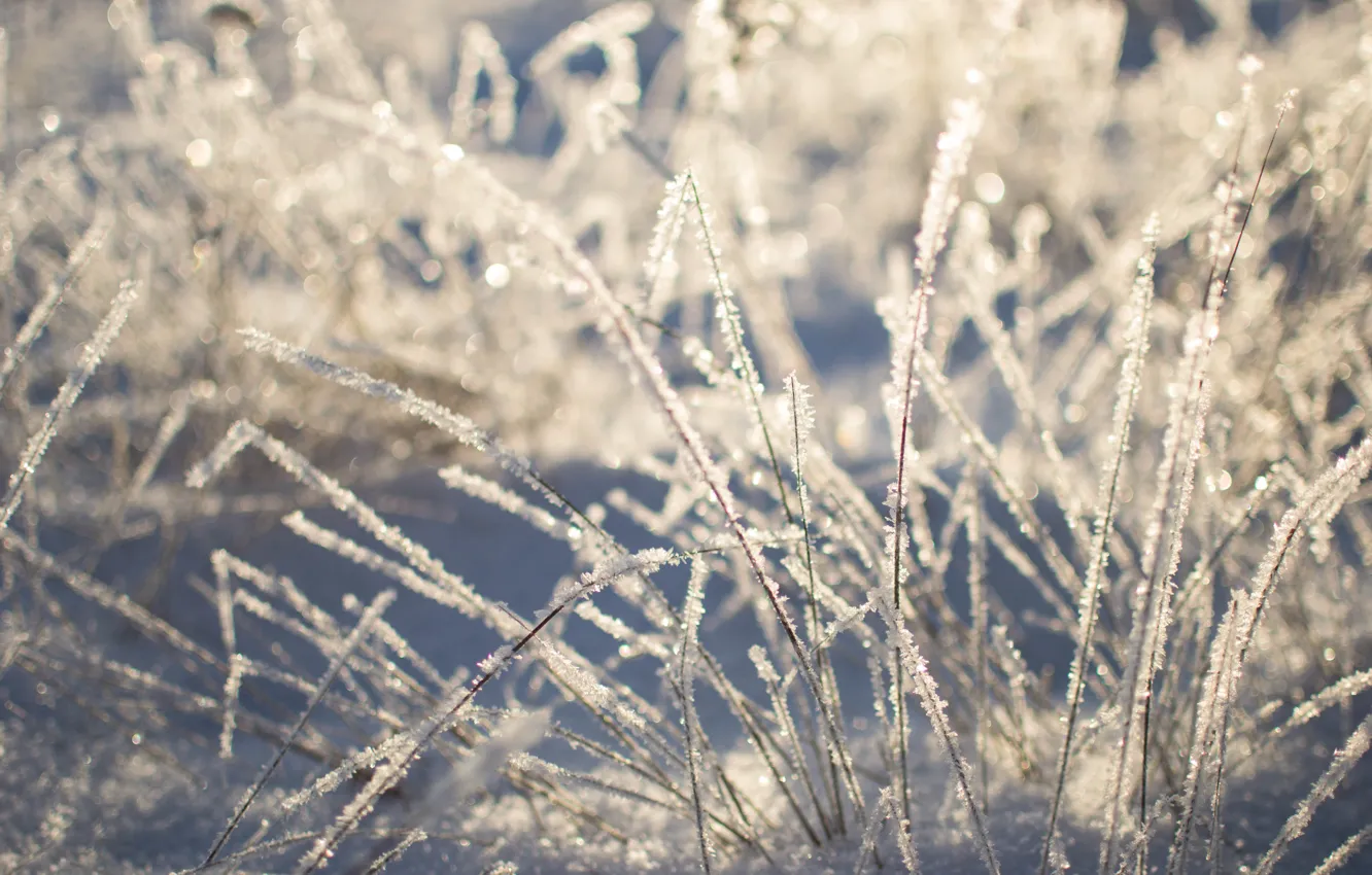 Фото обои зима, трава, снег, природа, красота, Morgendorffer