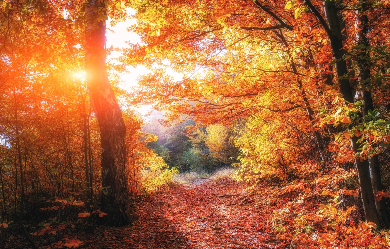 Фото обои Light, trees, beautiful, autumn, forests, Ukraine, foliage
