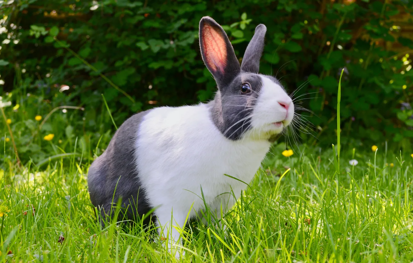 Фото обои трава, заяц, кролик, кусты, пятнистый, серый с белым