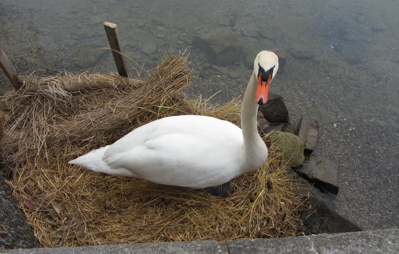 Фото обои Lake, Swan, Animal