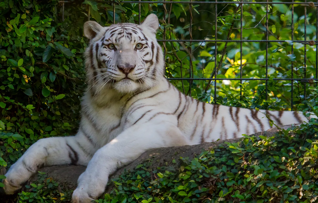 Фото обои взгляд, белый тигр, кошка.зелень