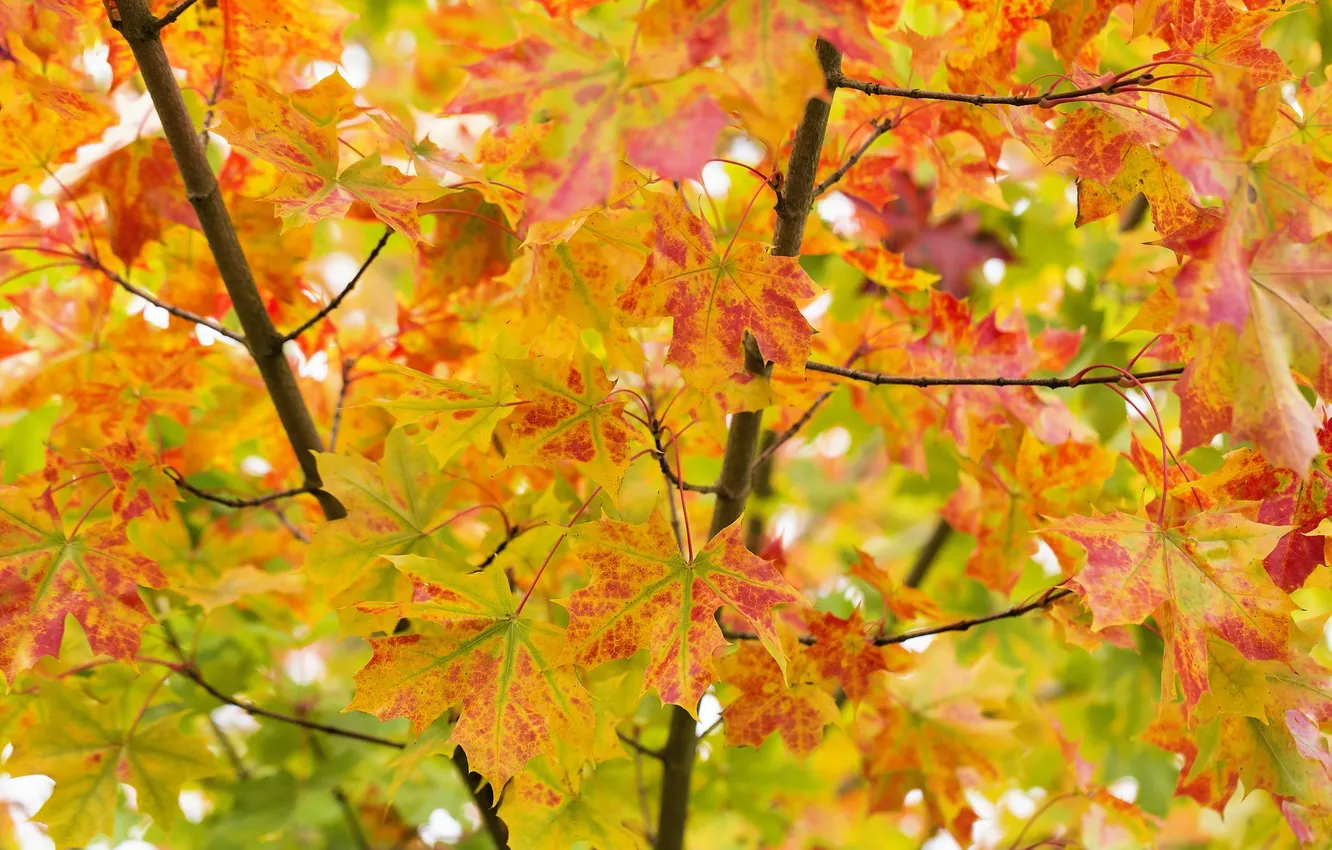 Фото обои осень, листья, ветки, дерево, краски