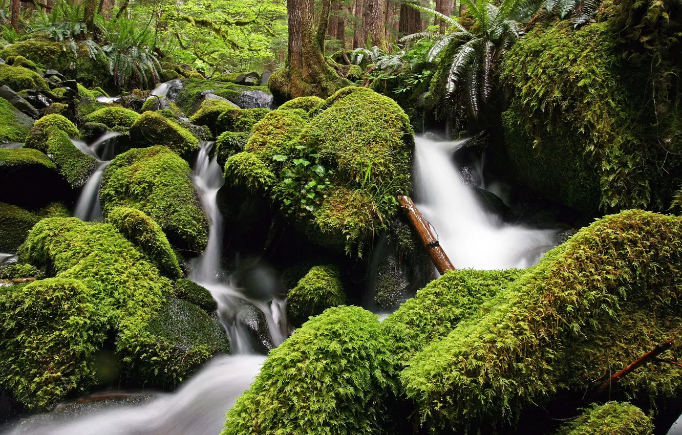 Фото обои зелень, вода, река, камни, мох, поток