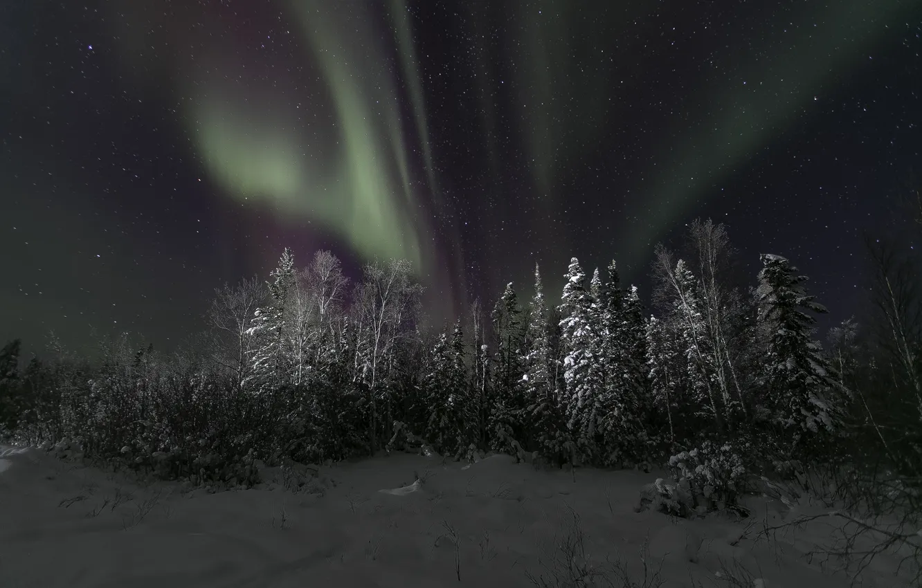 Фото обои зима, небо, звезды, снег, деревья, ночь, северное сияние, Северная Канада