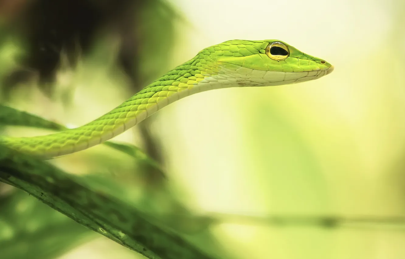 Фото обои макро, природа, змея