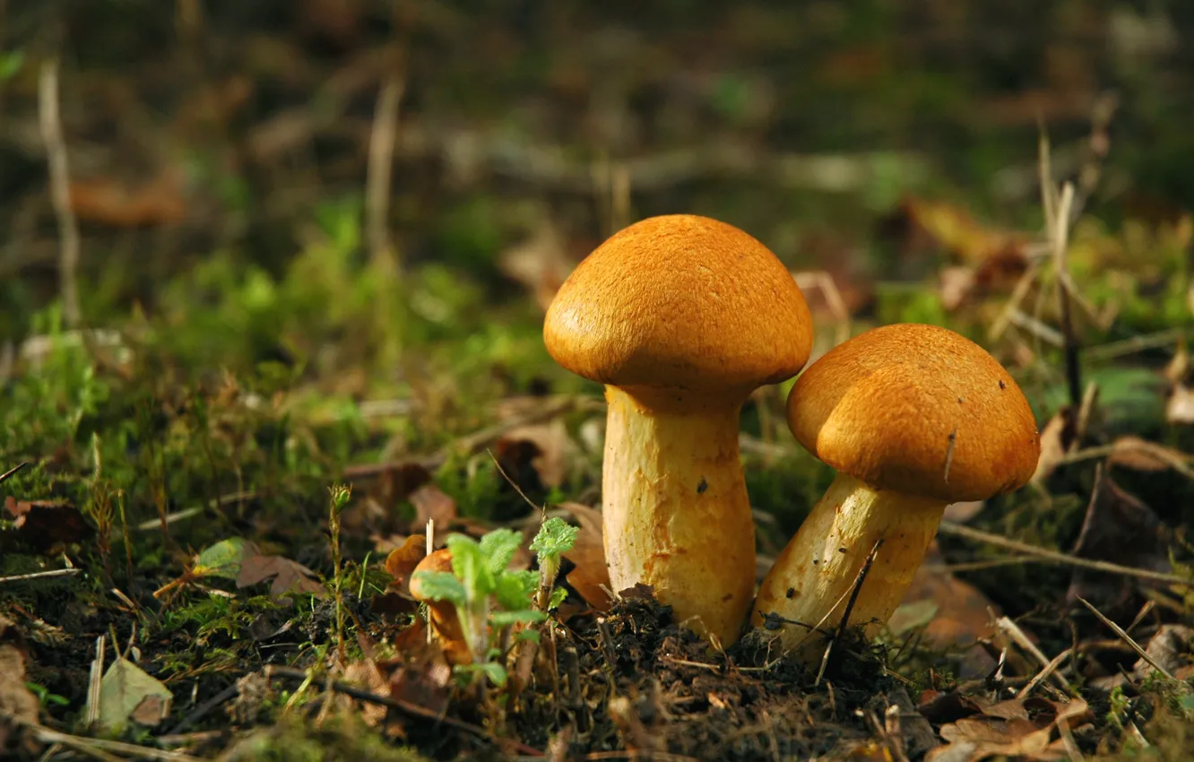 Фото обои грибы, мухоморы, белый гриб