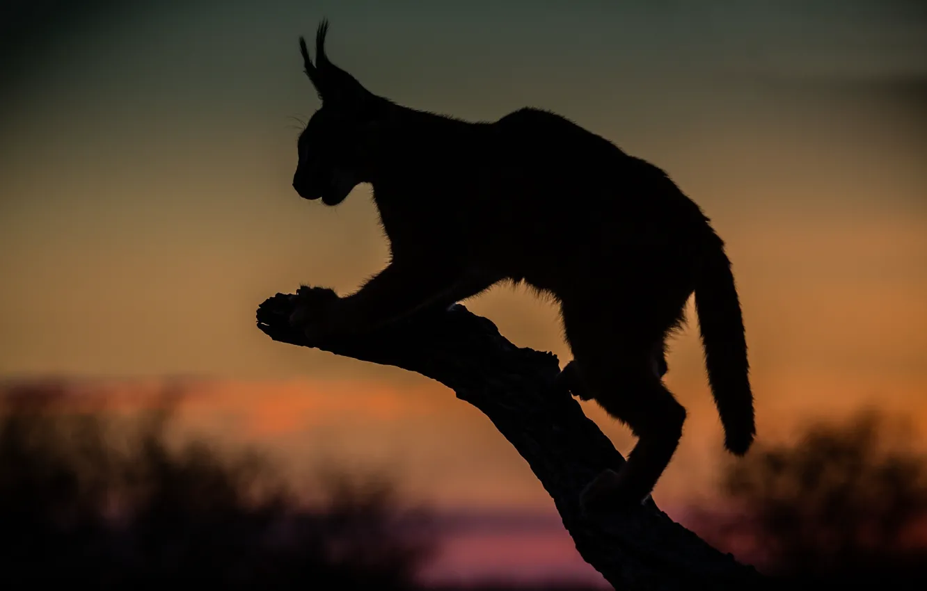 Фото обои ночной, охотник, каракал