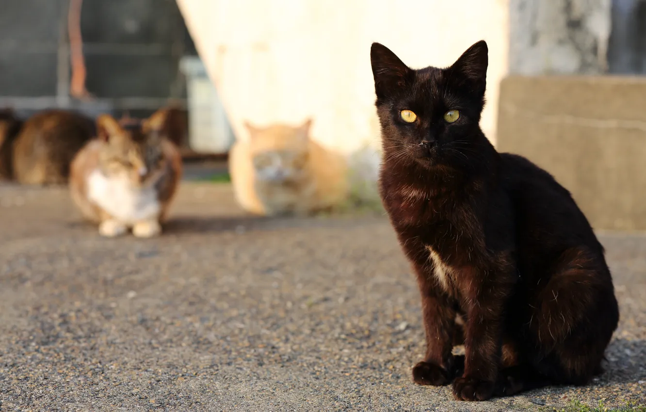 Фото обои кошка, кот, взгляд, кошки, черный, уличные, портовые