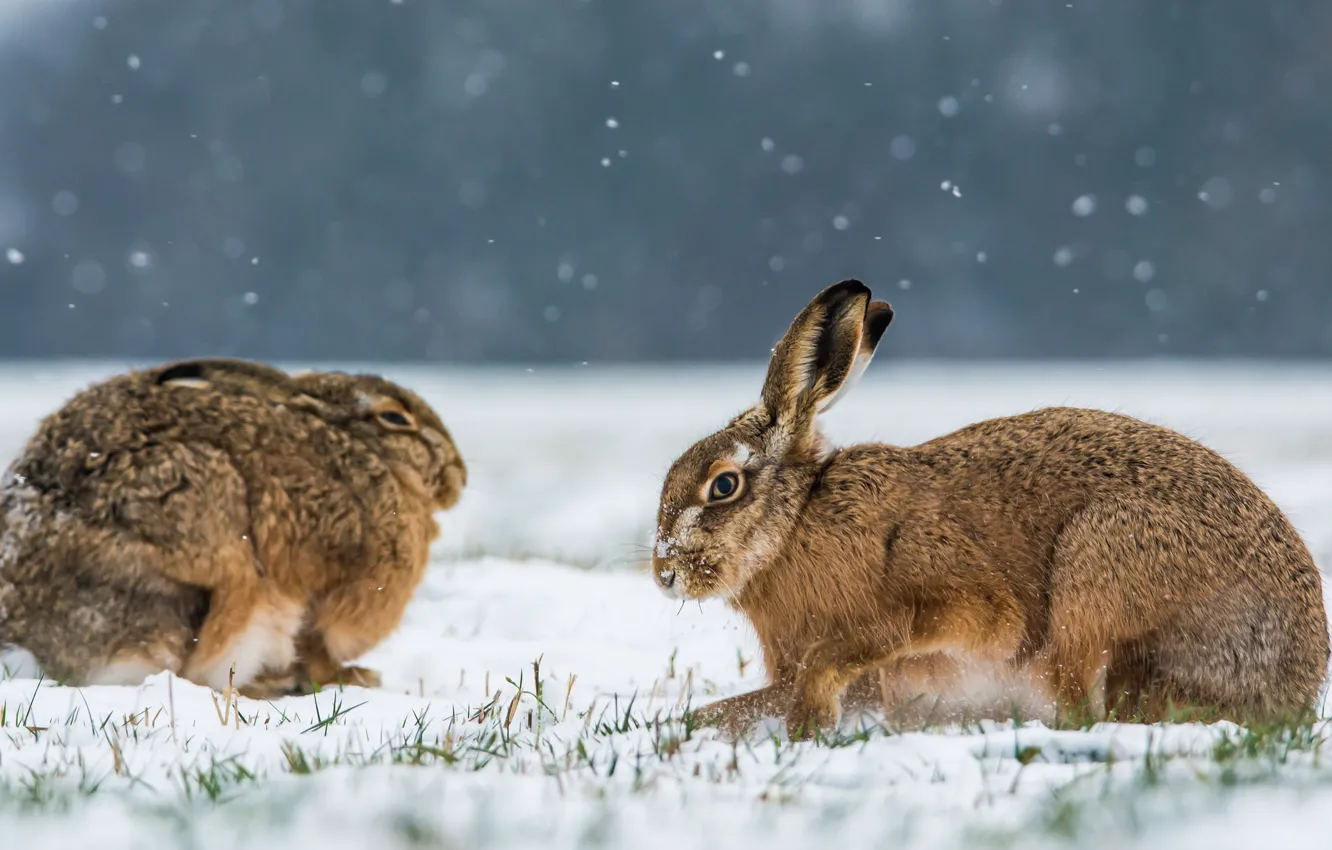 Фото обои зима, кролики, двое