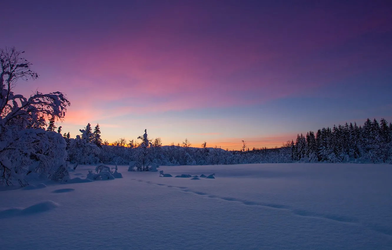 Фото обои зима, лес, снег, закат, следы, Норвегия, сугробы, Norway