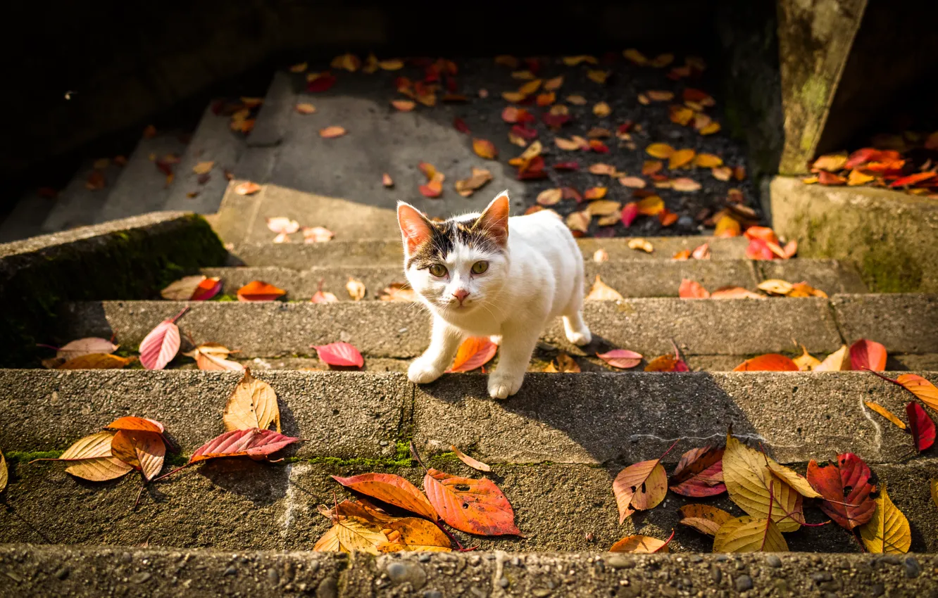 Фото обои кошка, взгляд, листья, лестница, осенние