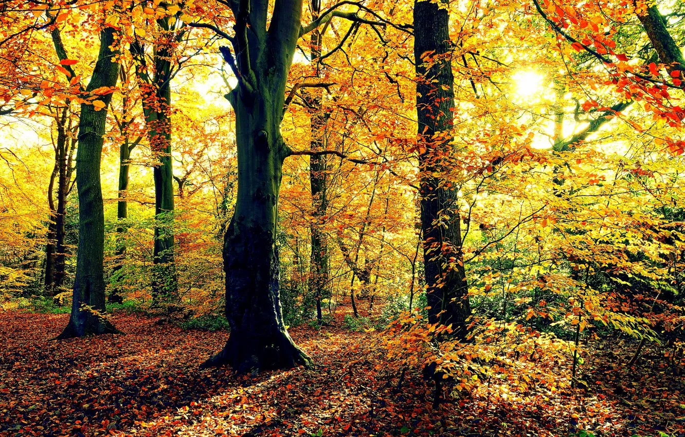 Фото обои осень, лес, солнце, деревья, листва