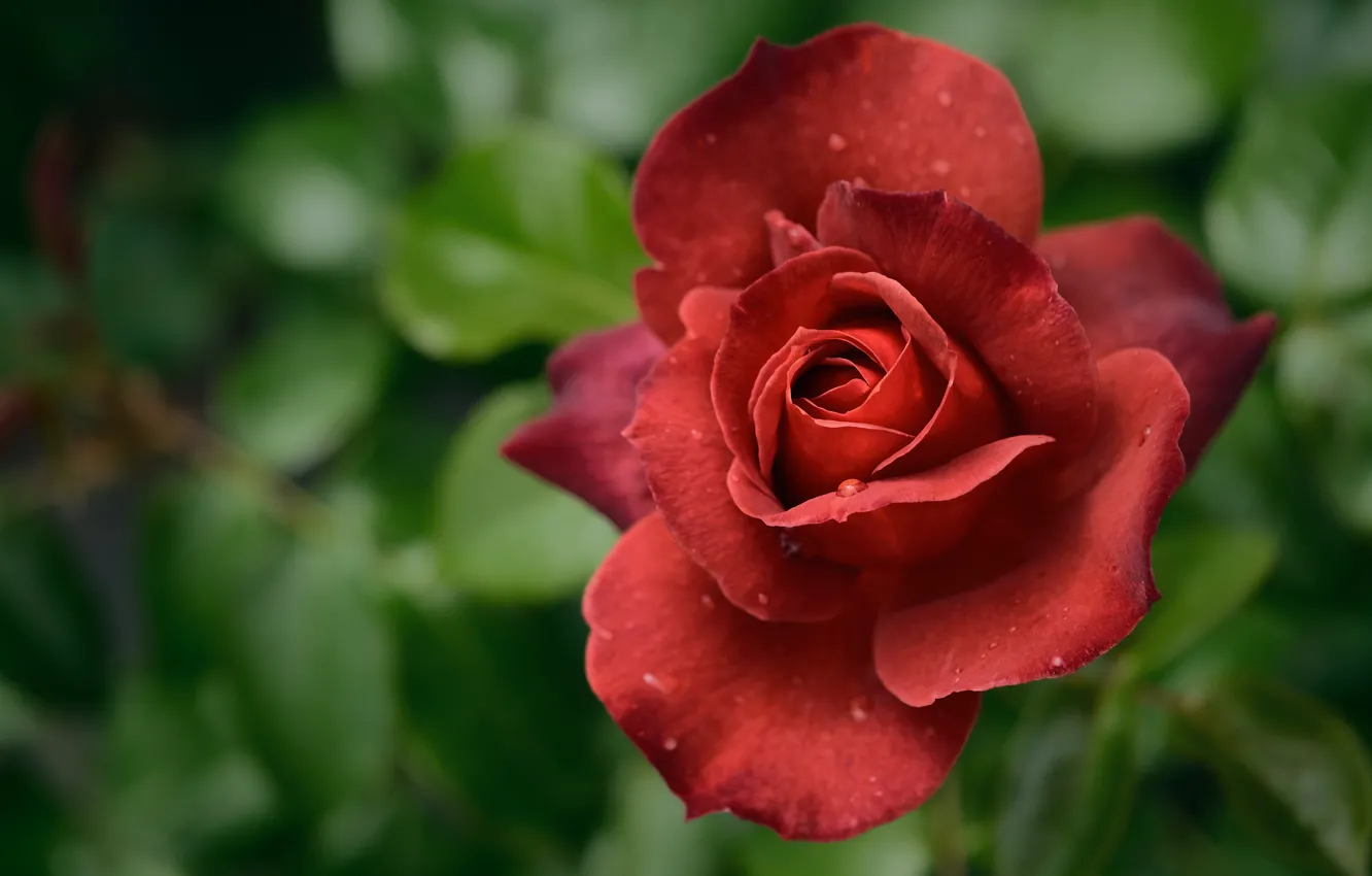 Фото обои роза, лепестки, красная, боке