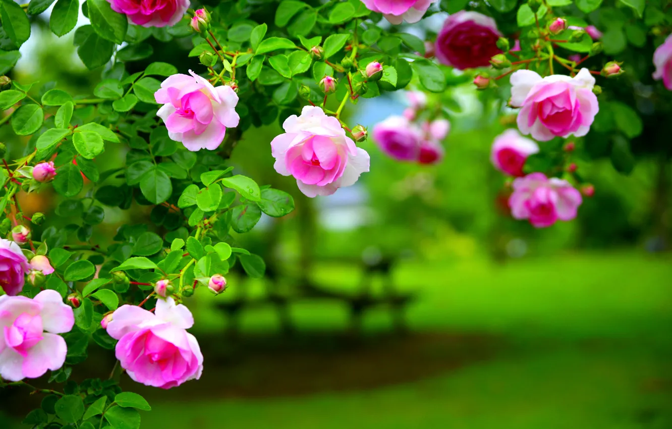 Фото обои листья, роза, куст, лепестки, сад
