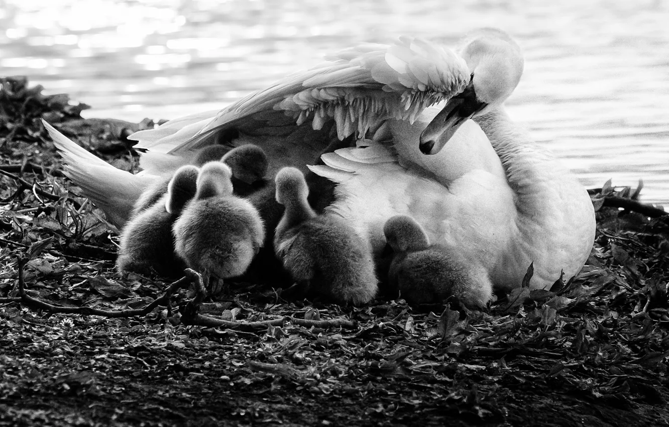 Фото обои love, swan, children, puppies, mother, bedtime