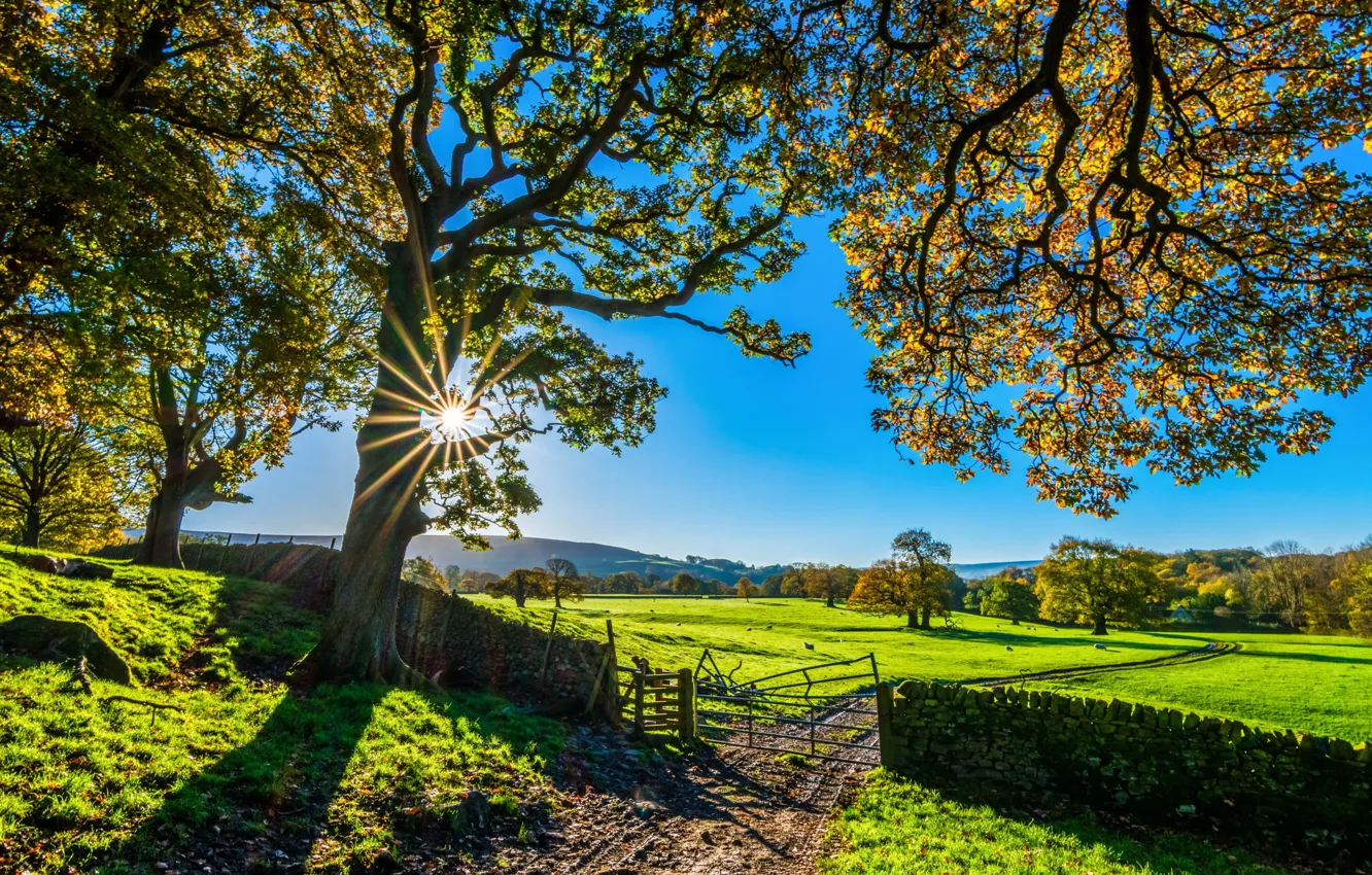 Фото обои Nature, Landscape, Tree, Autumn, Europe, England, Sunshine, United Kingdom