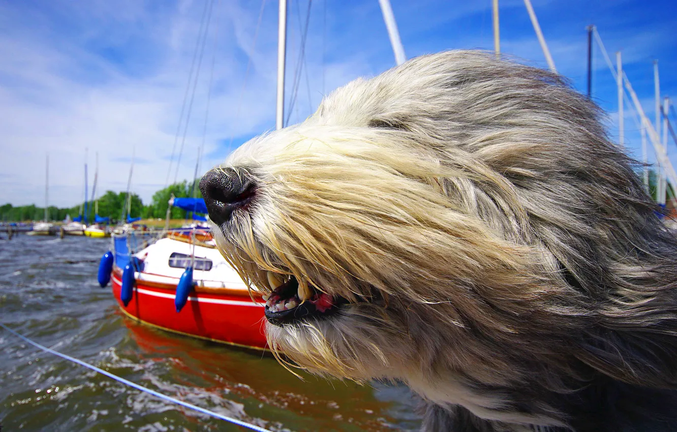 Фото обои морда, ветер, собака, яхты, Бородатый колли, солёный пёс
