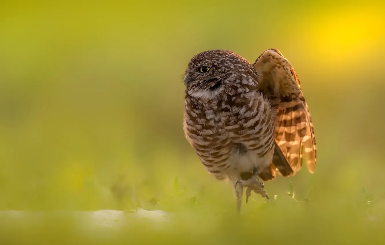 Фото обои природа, птица, Burrowing owl