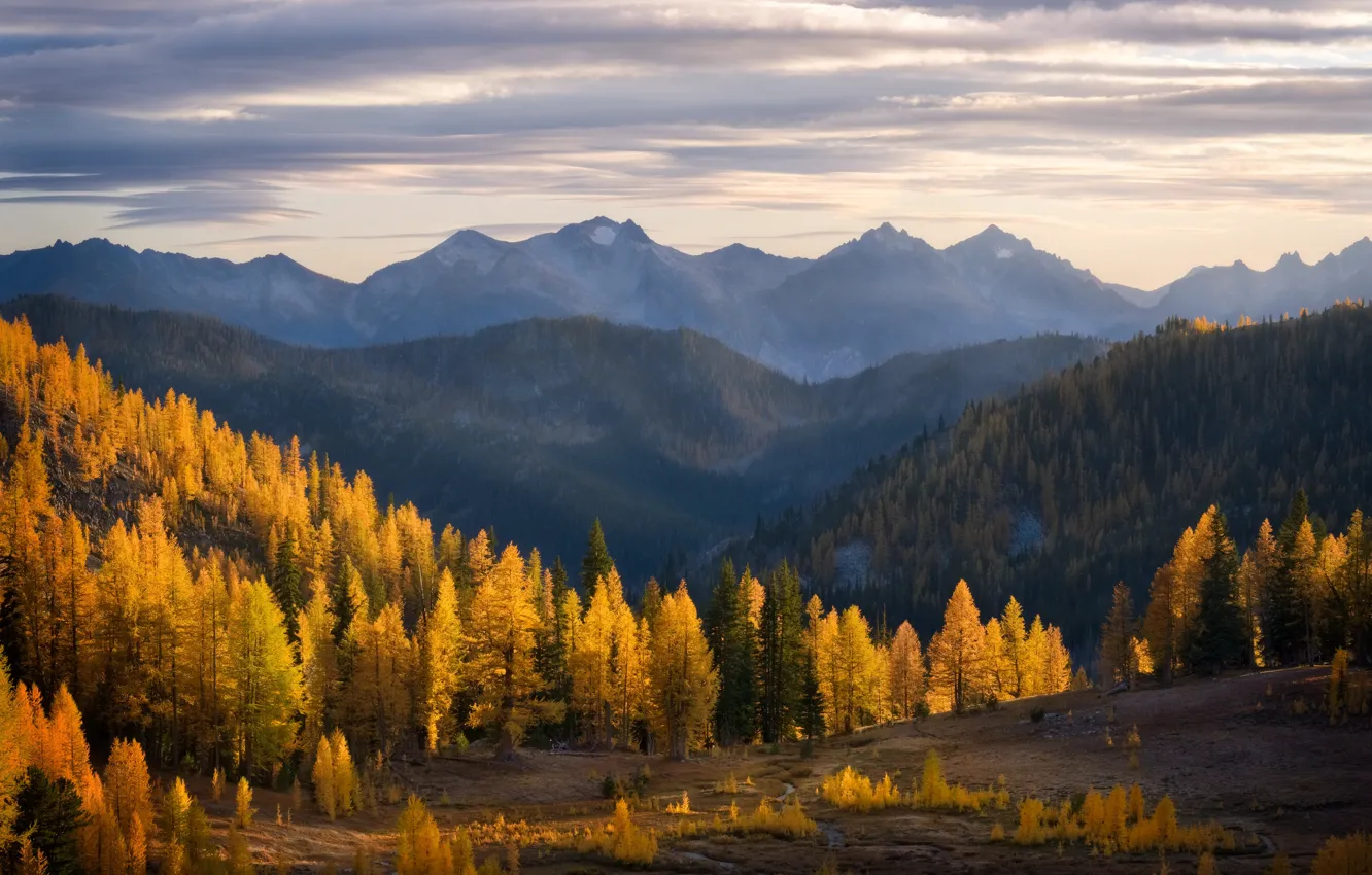 Фото обои осень, лес, горы, туман, вершины, дымка, лиственницы
