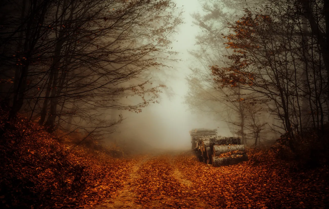 Фото обои дорога, осень, лес, туман, брёвна